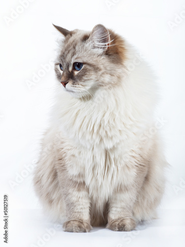Neva Masquerade adult cat on white background.