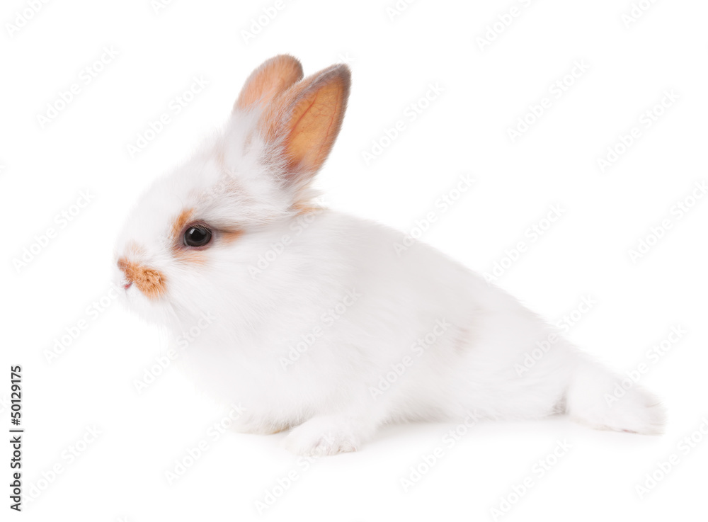 White bunny