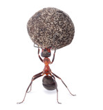 mighty ant holding heavy stone
