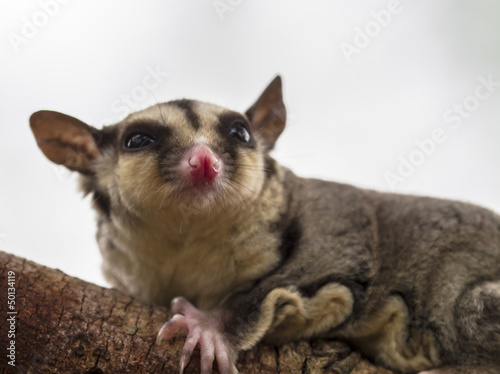 small possum or Sugar Glider © rtrujira
