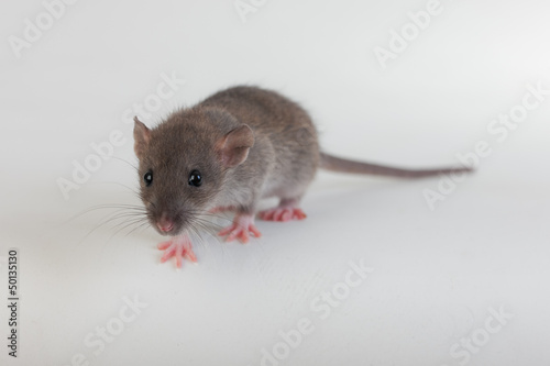 portrait of a small rat