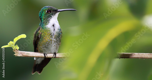 Kolibri (Amazilia chionopectus) mit Textfreiraum photo