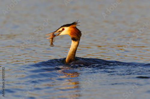 Svasso uccello photo