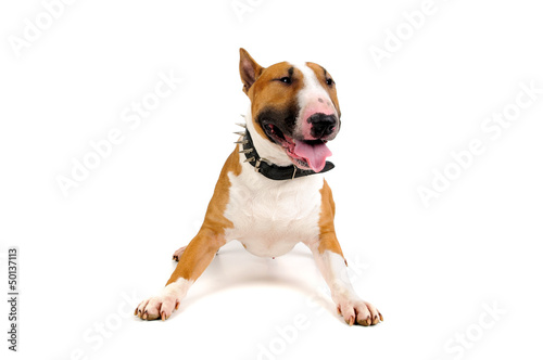 Bull Terrier