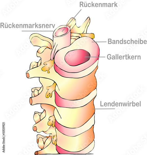 Wirbelsäule