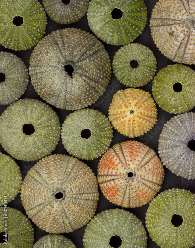 sea urchin background