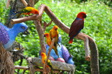 Colourful birds on Sentosa Island, Singapore