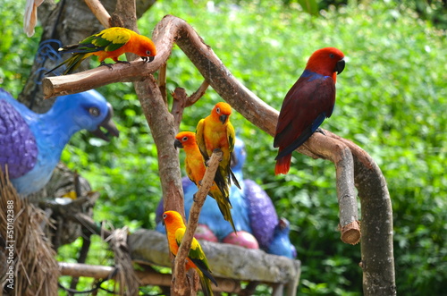 Colourful birds on Sentosa Island, Singapore photo