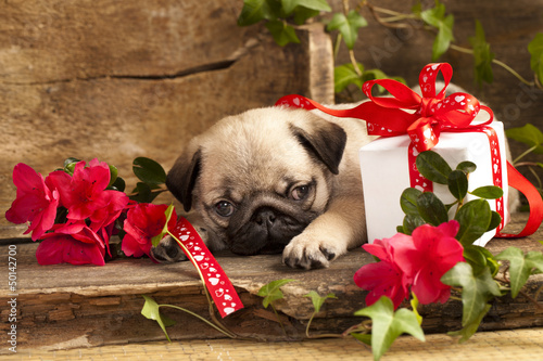 pug puppy and gift  box photo