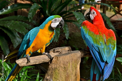Colourful Parrots playing on a tree #50143323