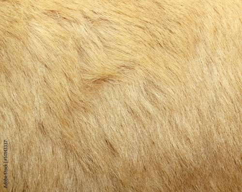 detail of polar bear fur