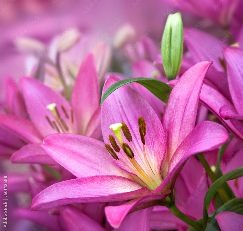 Bouquet of purple lilies.
