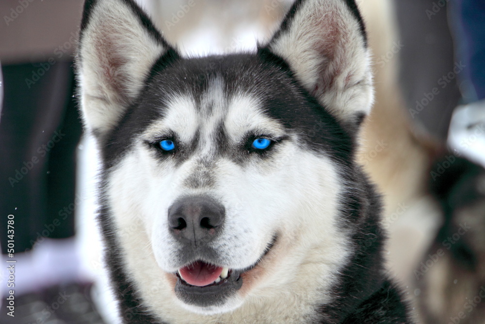 Alaskan Husky mit blauen Augen