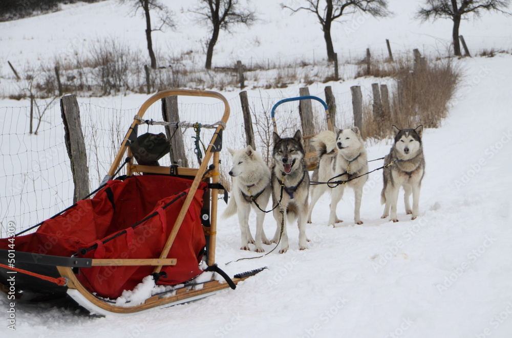 Schlitten mit Schkittenhund Schlitten mit Schkittenhund
