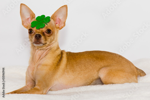Chihuahua with clover on head.