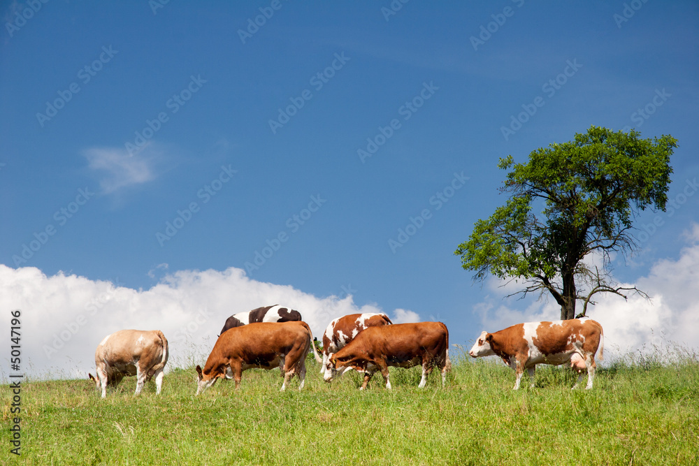 Sommerlandschaft mit Kühen in Thüringen