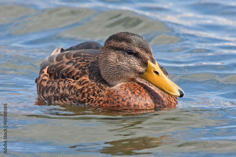 Beautiful duck swim on the lake Beautiful duck swim on the lake