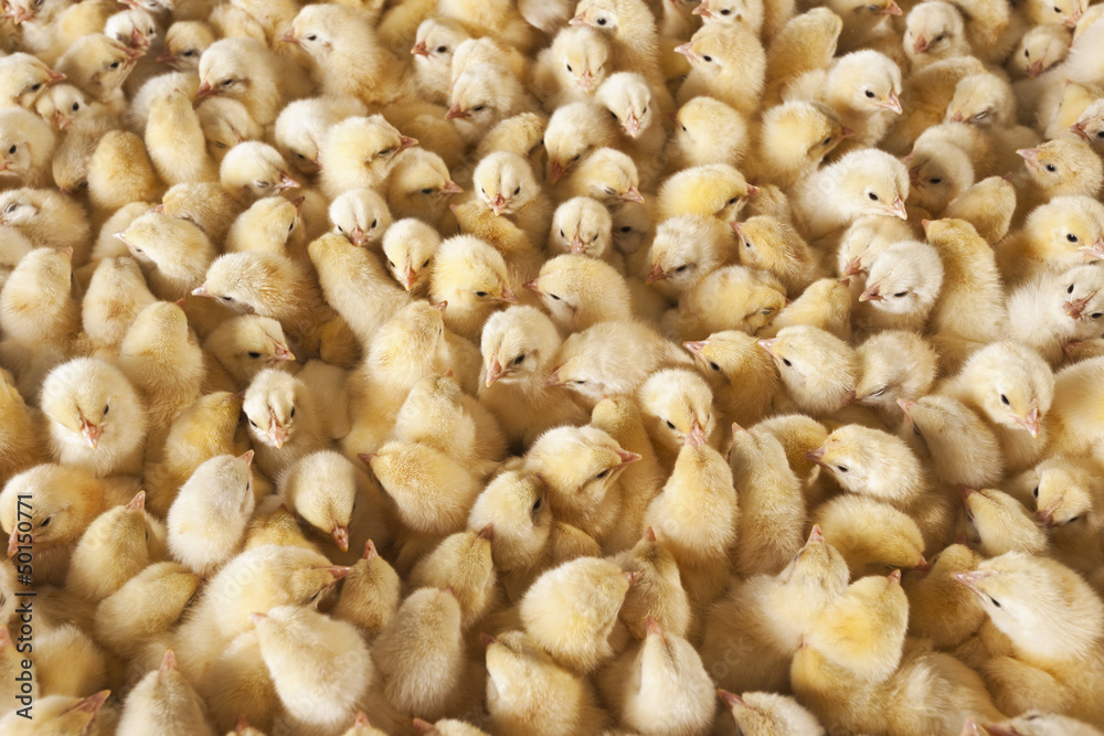Large group of baby chicks on chicken farm