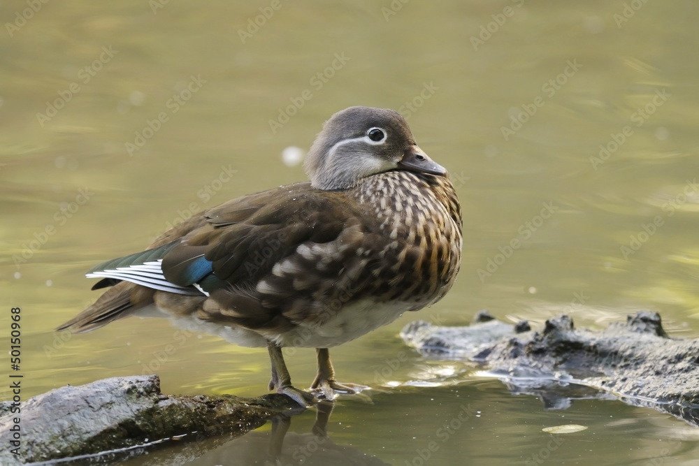 Wood Duck or Carolina Duck (Aix sponsa) Wood Duck or Carolina Duck (Aix sponsa)