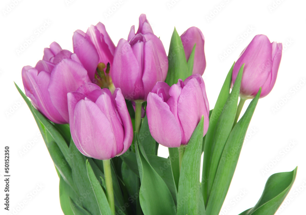 Beautiful bouquet of purple tulips, isolated on white