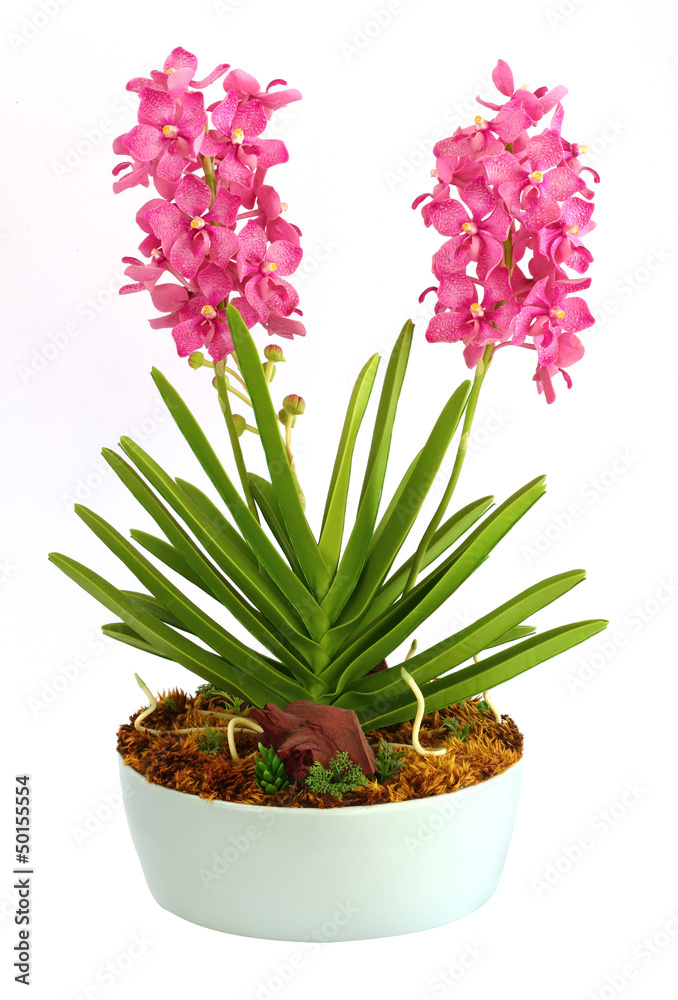 Plastic orchid in pot isolate on white background