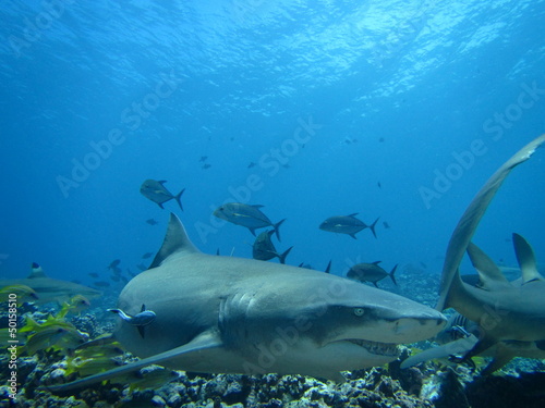 Wallpaper Mural Requin citron Torontodigital.ca