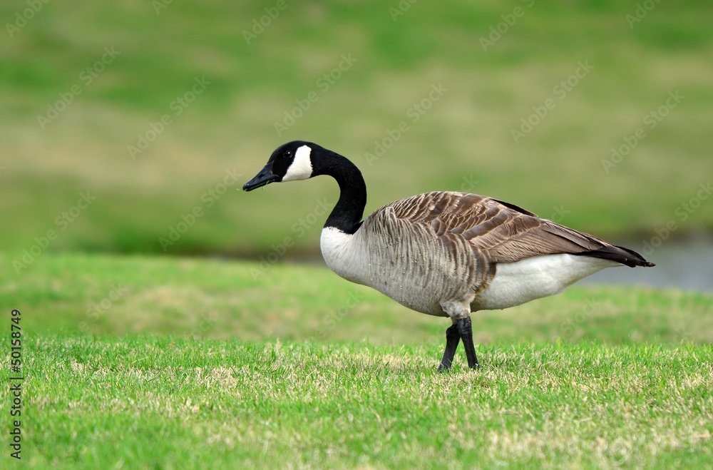 Canada Goose strolling in the grass Canada Goose strolling in the grass