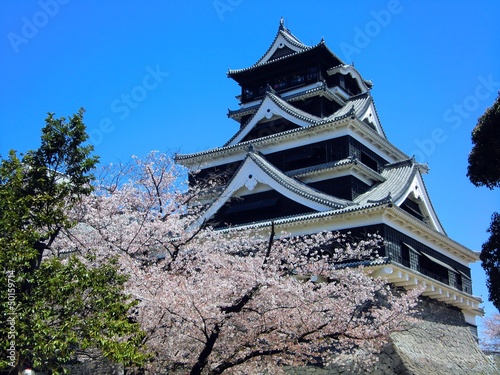 熊本城と桜