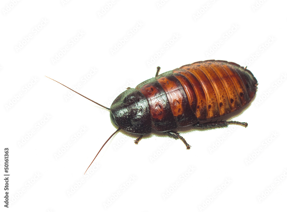 Madagascar cockroach. Isolated on white. Madagascar cockroach. Isolated on white.