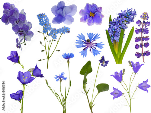 Fototapeta Naklejka Na Ścianę i Meble -  set of eleven blue flowers on white
