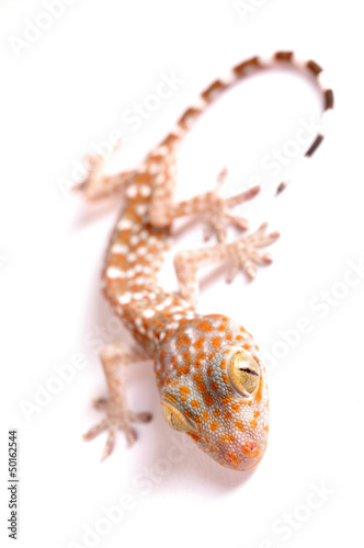 Gecko climbing isolated