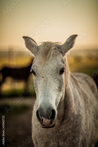 Portrait of a horse s head