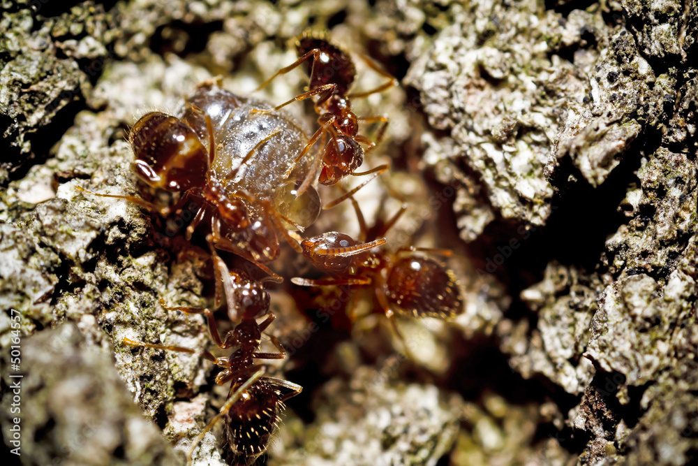 Ants Fighting Ants Fighting