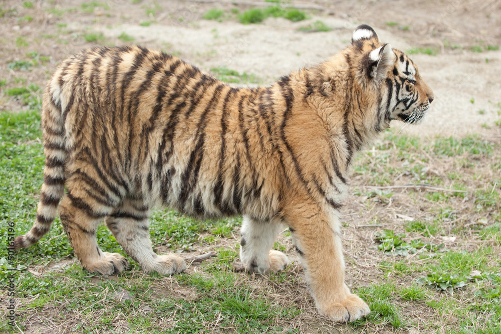 tiger tiger
