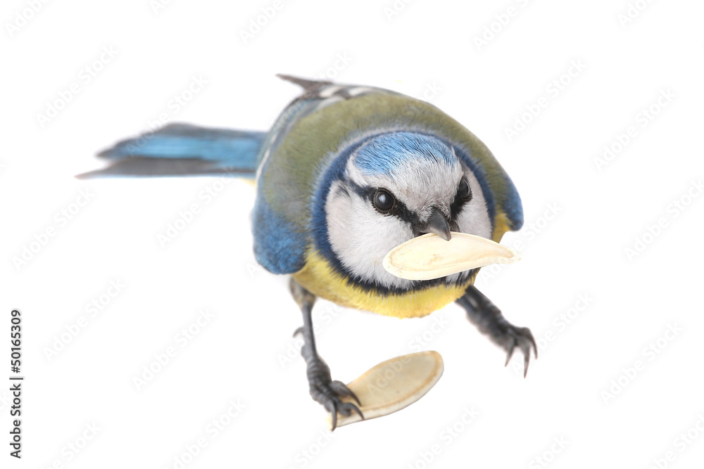 Naklejka premium caeruleus titmouse