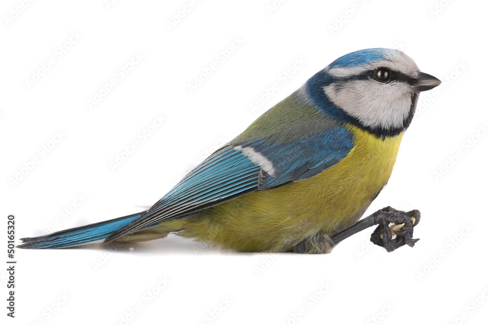 Fototapeta premium caeruleus titmouse