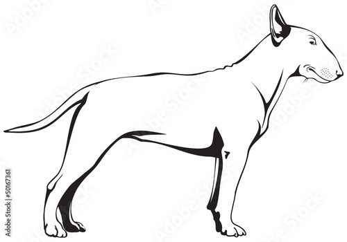 Foto Bull Terrier Dog