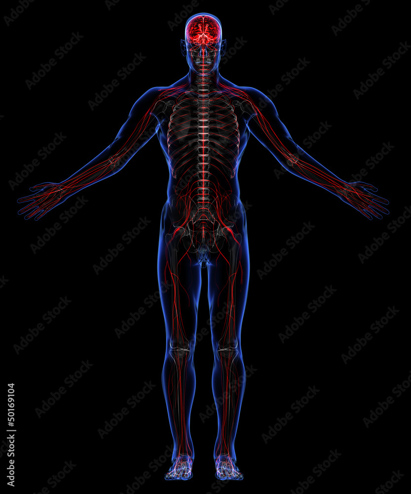 Nervous system