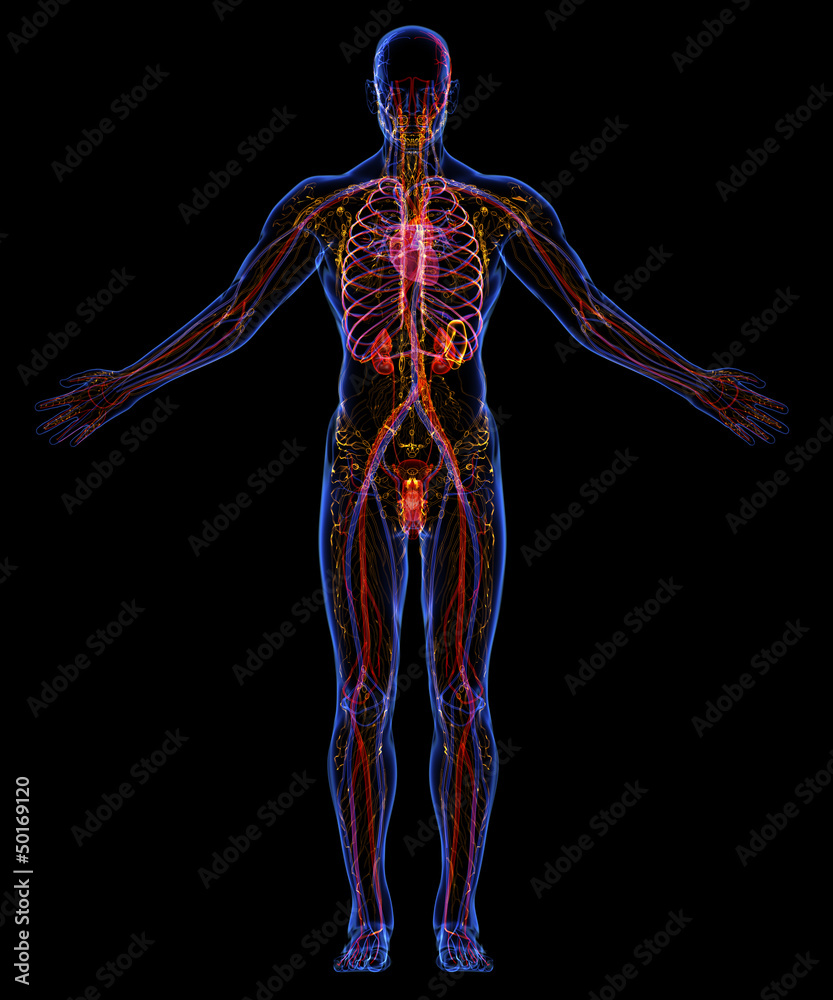 Circulatory, Lymphatic and Urinary systems Circulatory, Lymphatic and Urinary systems