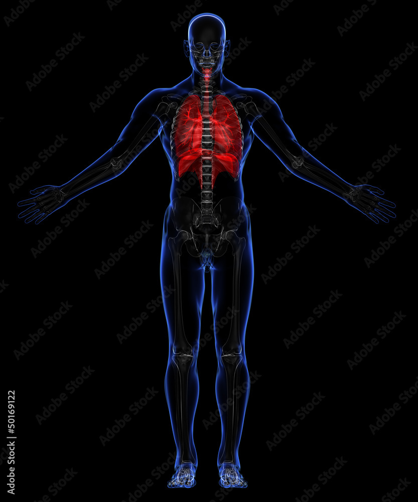 Human respiratory system and skeleton Human respiratory system and skeleton
