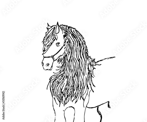 equino arabo