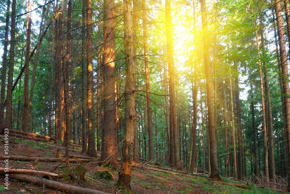 Obraz premium summer pine tree forest