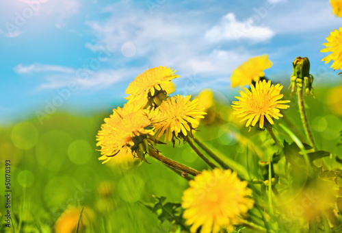 Spring dandelions