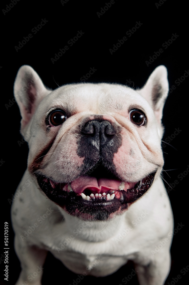 Funny french bulldog portrait