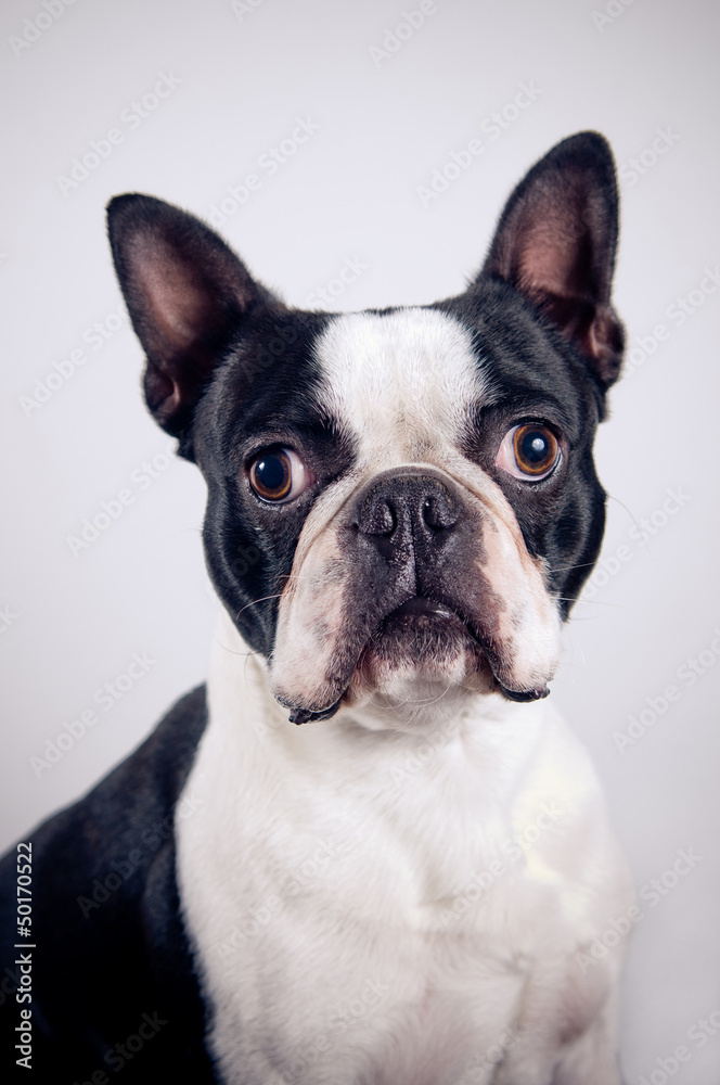 Boston terrier portrait