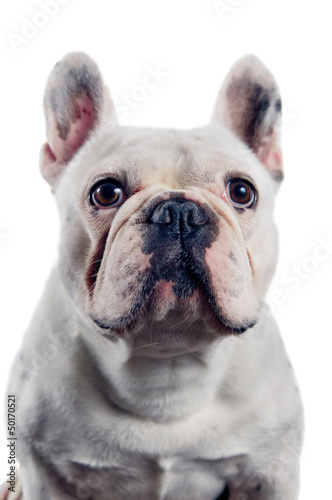 French bulldog portrait © Viktor Pravdica