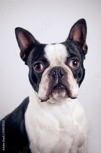Boston terrier portrait photo