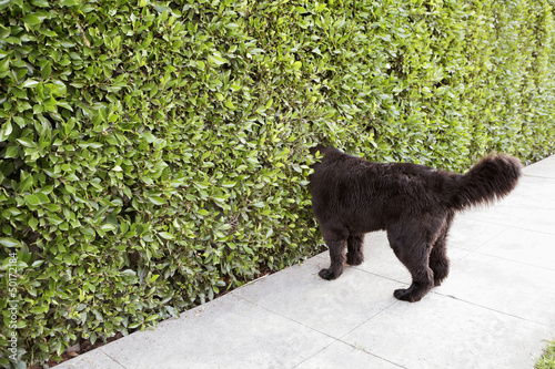 Dog peering into hedge photo