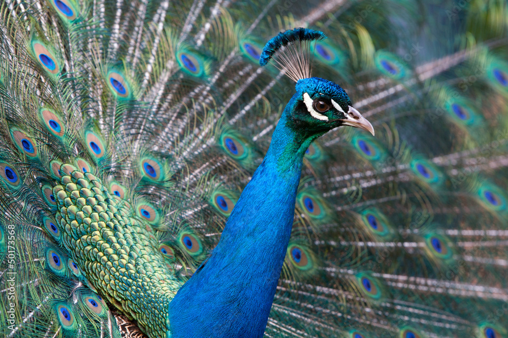 Obraz premium Peacock