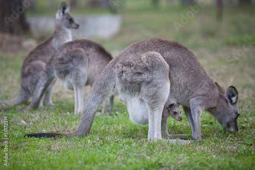 Kangaroo and her joey
